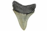 Serrated, Fossil Megalodon Tooth - North Carolina #272046-1